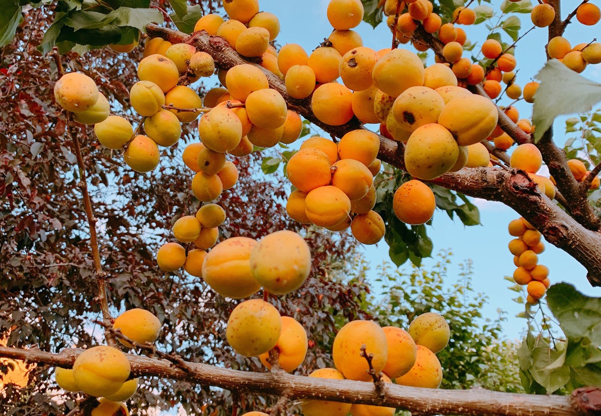  Apricots of Imathia