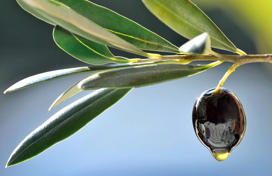  Aceitunas de Calcídica