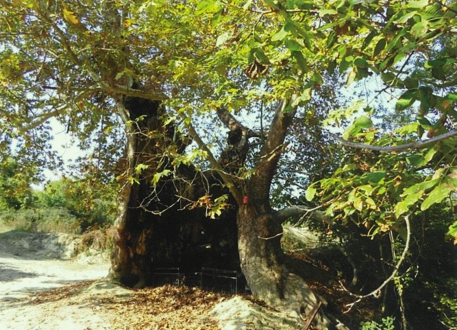 The plane tree of “Mpara” photo